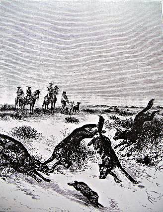 Gravure du XVIII° siècle ; chasse au lièvre en Espagne