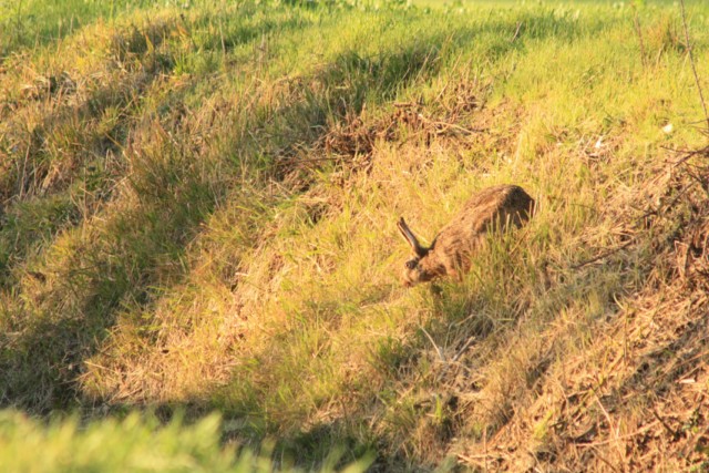 Une série de photos intéressantes de chasse au lièvre avec des chiens courants 1
