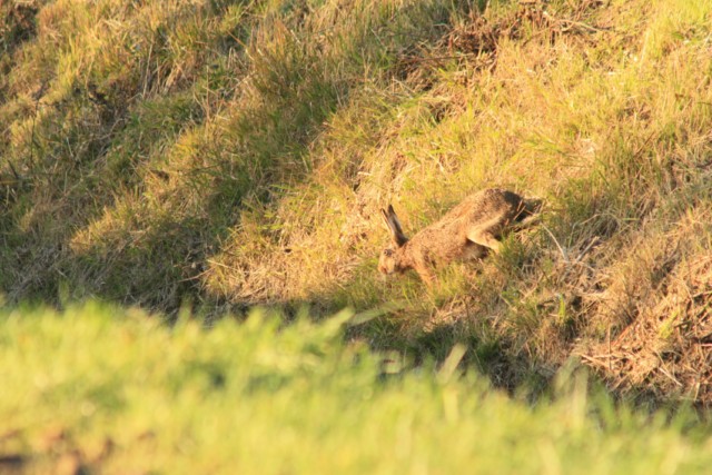 Une série de photos intéressantes de chasse au lièvre avec des chiens courants 3