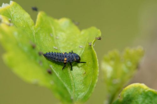 Larve de coccinelle