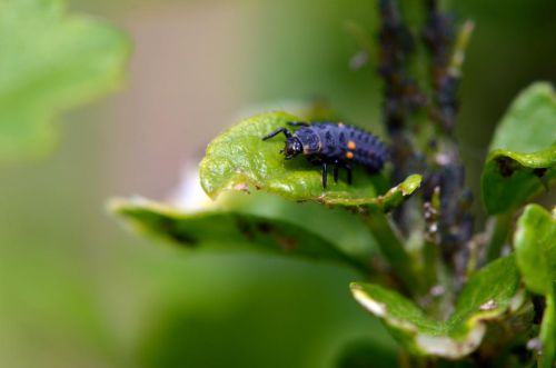 Larve de coccinelle