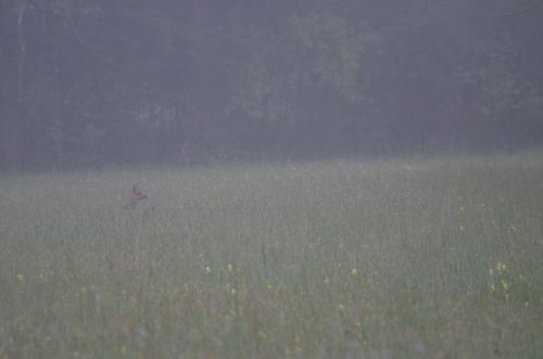 Ballade dans la brume