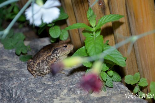 Dans mon jardin