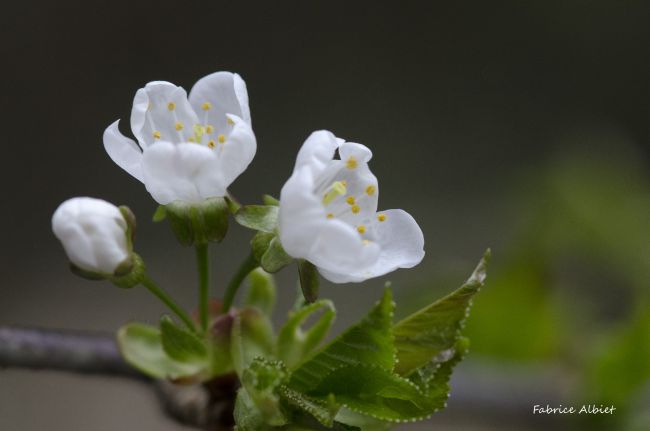 Fleur de cerisier sauvage