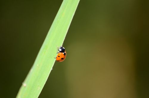 Coccinelle