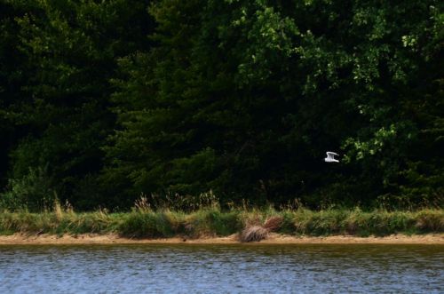 Mouette rieuse