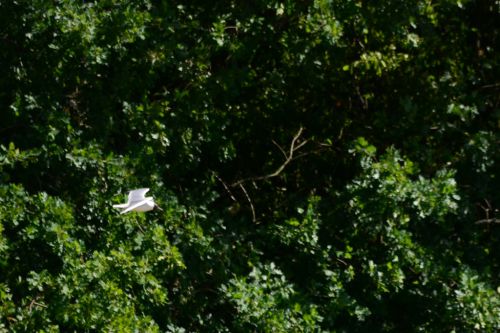 Mouette rieuse