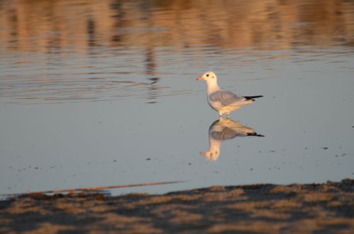 Mouette