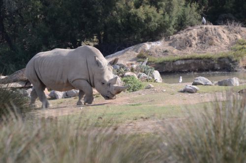 Rhinocéros