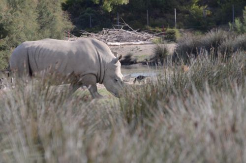 Rhinocéros