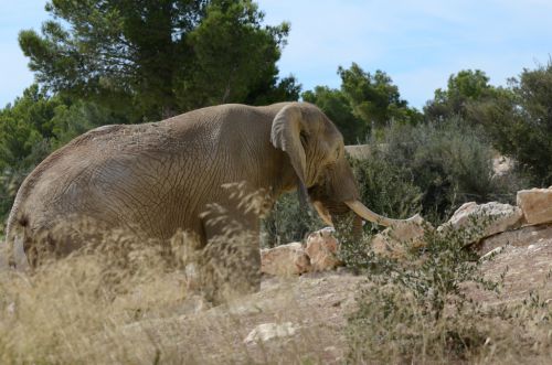 Eléphant