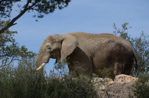 Eléphant