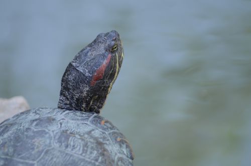 Tortue de floride