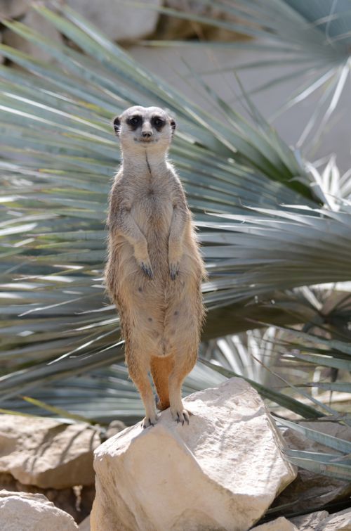 Suricate