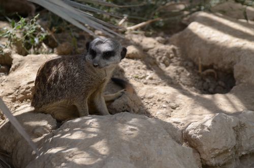 Suricate