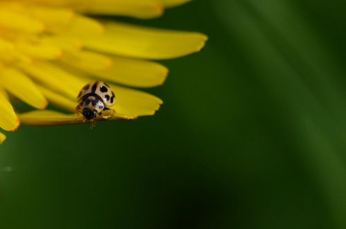 Avant l'envol