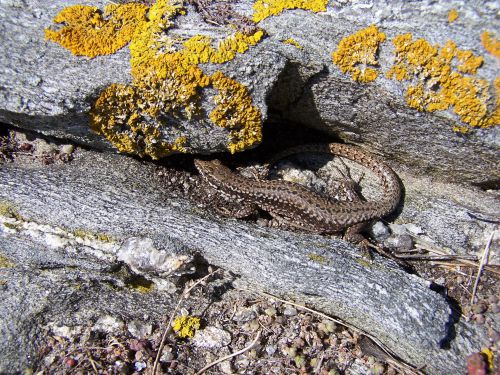 Lézard gris prêt à la fuite