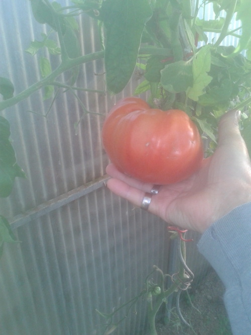 tomate du jardin (coeur de boeuf ) (2).jpg