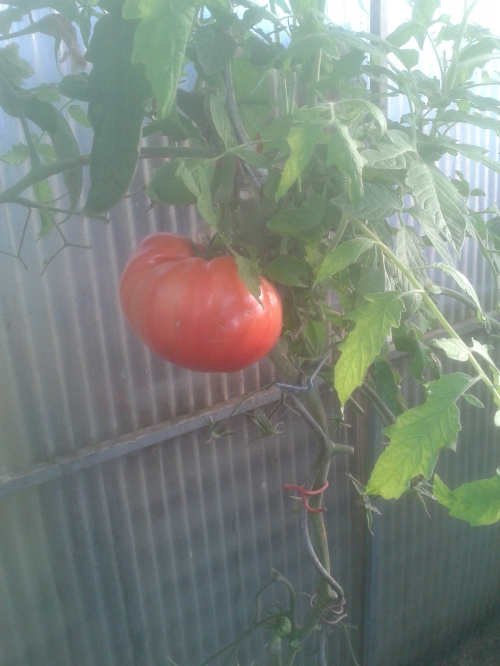 tomate du jardin (coeur de boeuf ) (1).jpg