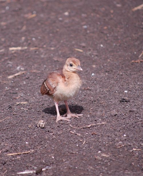 Bébé Paon