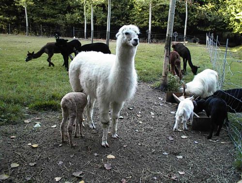 Couna et bébé Cannelle