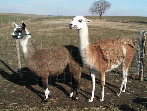 Lamas Belle et Titi