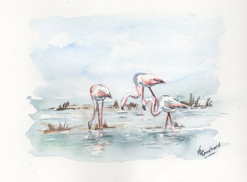 flamants roses