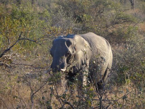 Kruger Park- south africa-29 juin 2011