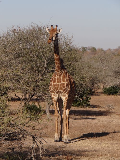 Kruger  park- south africa- 29 of june