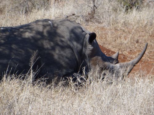 Kruger Park-29/06/11