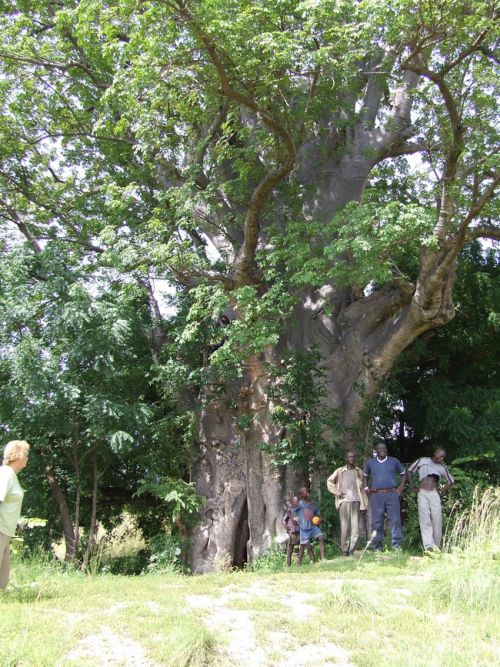 Maison baobab, autrefois utilisée