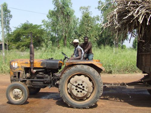 Parfois de vieux tracteurs viennent en aide aux cultivateurs, mais, c'est rare