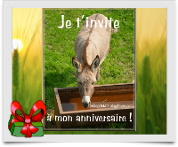 E-carte gratuite anniversaire : cheval gris drôle, attentif, intéressé +  e-cadeau gratuit lui aussi ! - Le Blog des fans de poneys et de chevaux