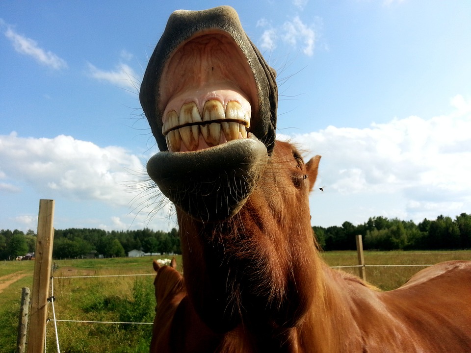 cheval rigolo dents.jpg
