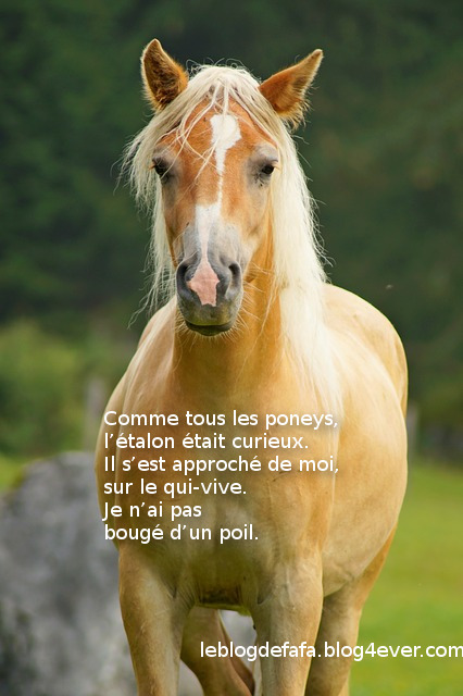 poney haflinger photo libre de droits2.jpg