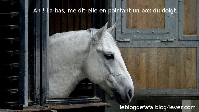 chevalbox.jpg