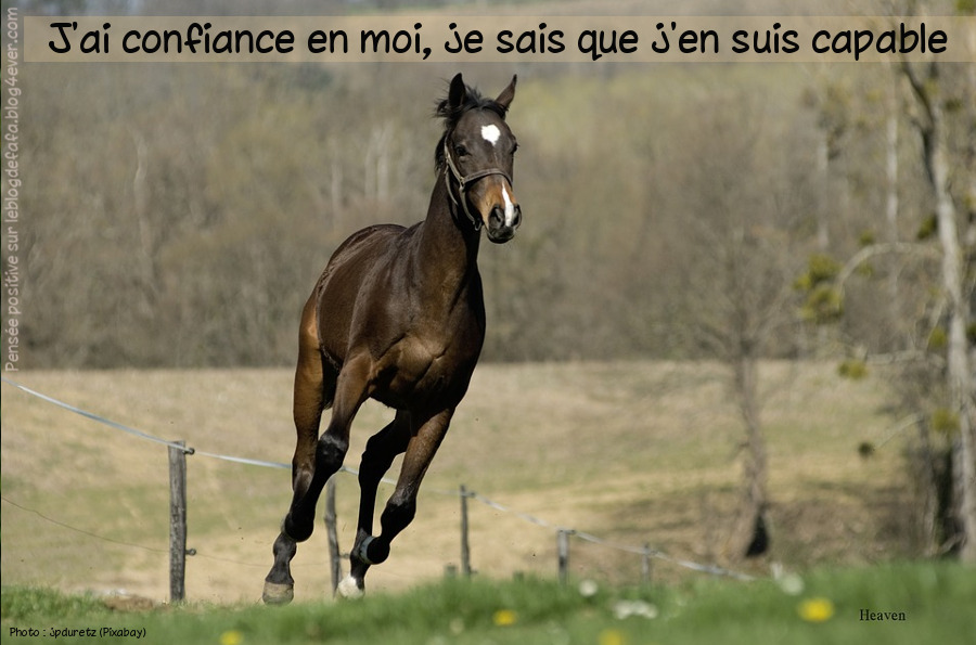 Pensee Positive En Image J Ai Confiance En Moi Je Sais Que J En Suis Capable Photographie De Cheval Le Blog Des Fans De Poneys Et De Chevaux