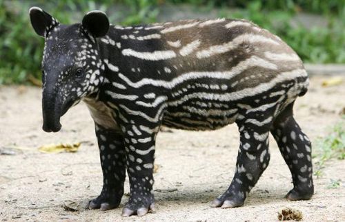Petit Tapir