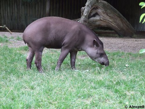 Le Tapir Terrestre