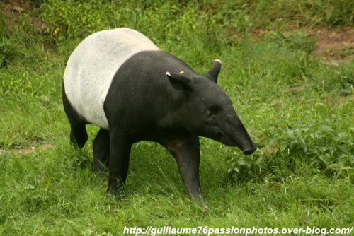 Le Tapir Malais