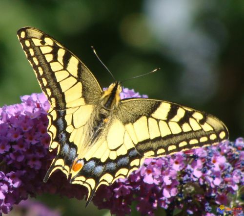 Le machaon