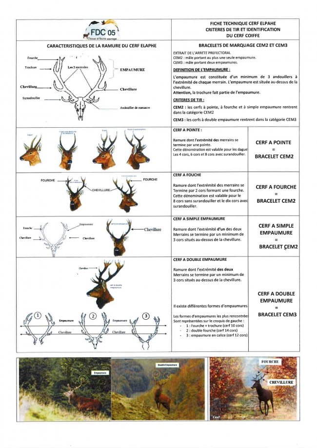 Identification Cerf.jpg