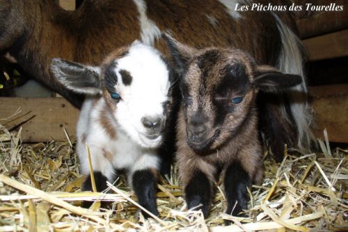 HIRISEE et HINGRID - filles Flower