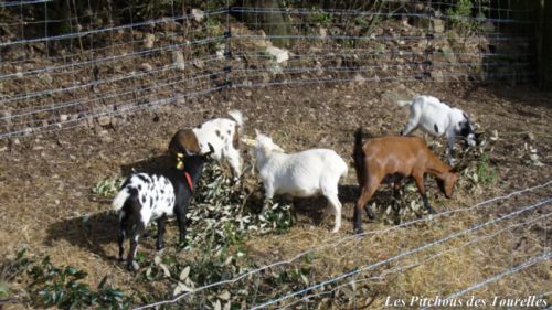 Chèvres miniatures dans une grillage doublé électrique
