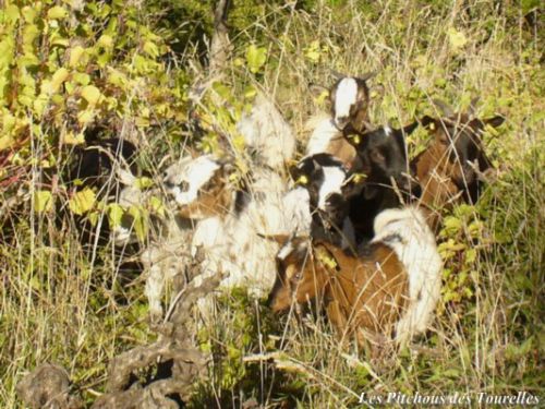 Chèvres noyées dans l'herbe