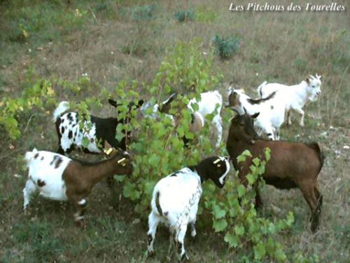 Mini-chèvres au pré