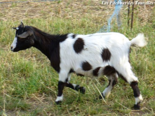 GUINESS - 40 cm à 19 mois - chevre toy noire & blanche