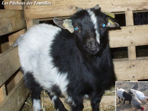 GADGET -  40 cm à 2 ans - Bouc toy noir & blanc