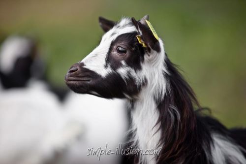 Portrait de profil de FLORIA