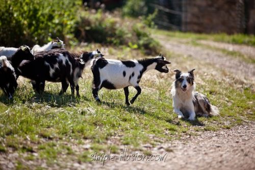 C'est au tour de notre petite FIESTA de venir faire connaissance avec notre jeune chienne Border Collie Glycine !